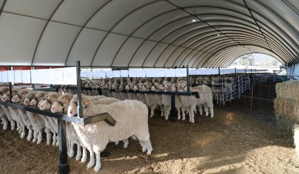 AgShelter Sheep Stockyard Saleyard